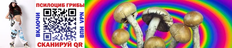 Псилоцибиновые грибы Psilocybine cubensis  Благодарный 